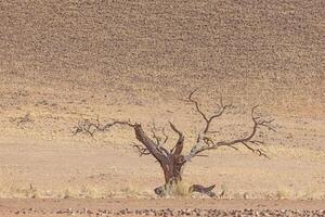 immagine di un' morto acacia albero nel un' asciutto deserto paesaggio nel namibia durante il giorno foto