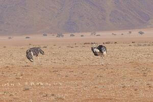 immagine di Due struzzo su Aperto savana nel namibia durante il foto