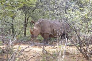 immagine di un' rinoceronte nel il selvaggio prese nel il namibiano Provincia di waterberg foto