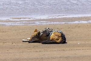 immagine di un' singolo sciacallo su il sabbioso costa vicino Walvis baia nel namibia foto