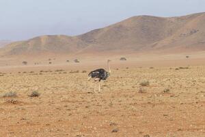 immagine di un' in esecuzione struzzo su Aperto savana nel namibia durante il foto