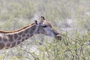 immagine di un' giraffa nel il namibiano savana durante il giorno foto