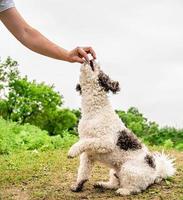simpatico cane bichon frise seduto sull'erba verde addestramento con il proprietario foto