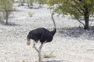 immagine di un' in esecuzione struzzo su Aperto savana nel namibia durante il foto