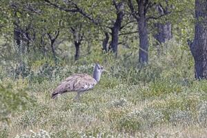 immagine di un' singolo koritrap nel il namibiano etosha Parco Nazionale foto