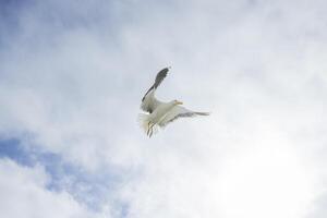 Immagine di un' gabbiano nel volo contro un' blu cielo foto