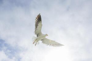 Immagine di un' gabbiano nel volo contro un' blu cielo foto