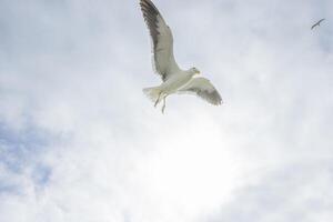 Immagine di un' gabbiano nel volo contro un' blu cielo foto