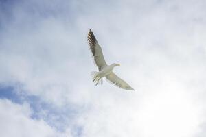 Immagine di un' gabbiano nel volo contro un' blu cielo foto