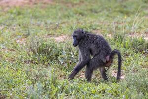 immagine di un' singolo babbuino nel un Aperto prato nel namibia foto