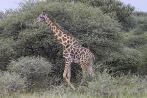 immagine di un' giraffa nel il namibiano savana durante il giorno foto