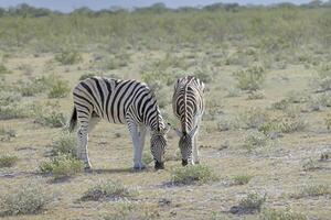 immagine di un' gruppo di zebre in piedi nel il etosha nazionale parco nel namibia foto