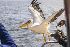 immagine di un' grande pellicano nel volo in breve prima atterraggio vicino Walvis baia nel namibia foto