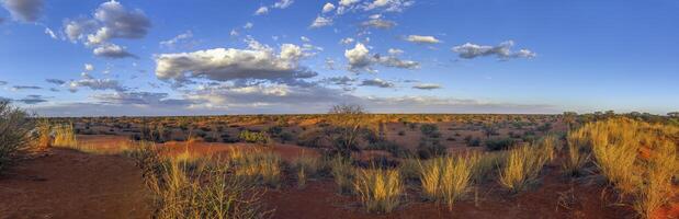 panoramico immagine al di sopra di il namibiano kalahari nel il sera a tramonto con blu cielo e leggero nuvole foto