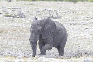 immagine di un elefante nel etosha nazionale parco nel namibia durante il giorno foto