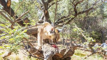 immagine di un' Caracal seduta su un' albero mentre essere alimentato foto