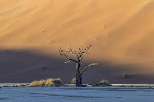 immagine di un' morto albero nel il deadvlei sale padella nel il namib deserto nel davanti di rosso sabbia dune nel il mattina leggero foto