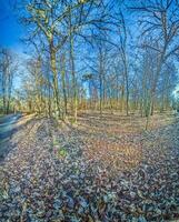 panoramico immagine nel un' abete rosso foresta nel controluce durante il giorno foto