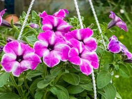 petunia, colorato petunia fiore. floreale modello. primavera e estate fiori petunia sfondo struttura foto