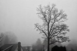 albero solitario nella nebbia foto