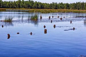 lago blu con tronchi foto