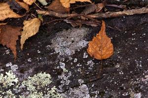 foglie secche a terra foto