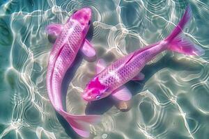 Due rosa koi pesce, nuoto nel chiaro acqua foto