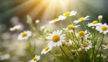 bello camomilla fiori nel il prato con luce del sole foto