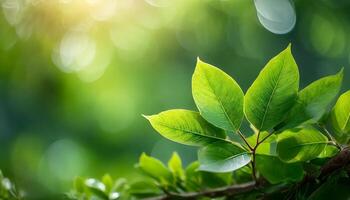 vicino su ofgreen le foglie su sfocato verdura sfondo foto