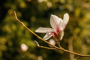 bellissimo magnolia fiori con acqua goccioline foto