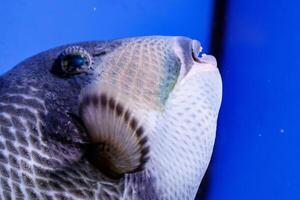 macro pesce collo azzurro balistod, balistoide viridescens foto