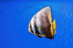 subacqueo tiro di pesce platax orbicolare foto