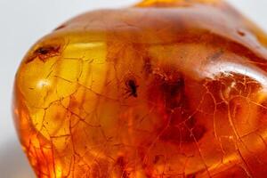 macro pietra minerale ambra con insetti, mosche e coleotteri su un' bianca sfondo vicino su foto