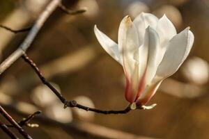 bellissimo magnolia fiori con acqua goccioline foto