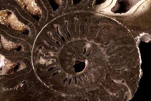 macro minerale pietra ammonite conchiglia su un' nero sfondo foto
