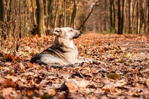 autunno sunlay nel il le foglie su quale il cane bugie foto