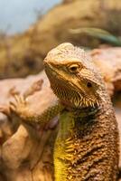 bellissimo lucertola barbuto agama, pogona vitticeps foto