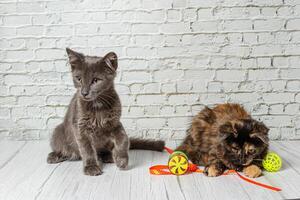 bellissimo coppia di grigio gatto ragazzo e ragazza su un' mattone parete sfondo foto