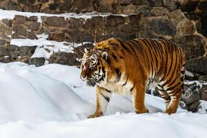 bellissimo panthera tigris su un' nevoso strada foto