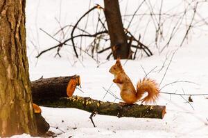 bellissimo scoiattolo su il neve mangiare un' Noce foto