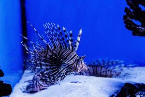 pesce pesce leone - zebra, pterois volitans foto