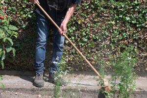 maschio giardiniere pulisce percorsi nel il suo giardino, lavoratore pulisce su tutti spazzatura, polvere foto