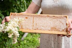 giovane donna detiene un' telaio con favi pieno di fresco acacia Miele, un' nuovo raccogliere di un' dolce ape delicatezza, foto