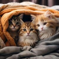 animale domestico amichevole posti concetto. un' gruppo di carino gattini lato di lato coccolato su insieme nel un' accogliente lenzuolo. emotivo supporto concetto. foto