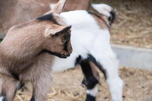 un' piccolo carino capra sta vicino il animale domestico penna, il concetto di allevamento capre foto