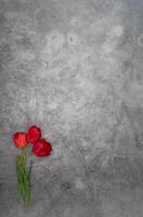 rosso tulipani su grigio cemento sfondo minimalismo superiore Visualizza, Pasqua arredamento, primavera foto