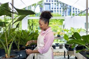 africano donna giardiniere è tendente sua esotico pianta pianta dentro il serra per foresta pluviale tenero piccolo pentola per ornamentale giardinaggio e giardinaggio nel estate foto