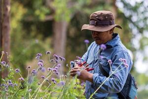 asiatico giardiniere è deadheading il suo verbena bonariensis fiore pianta a asilo giardino centro per nativo e esotico pianta coltivatore durante estate foto