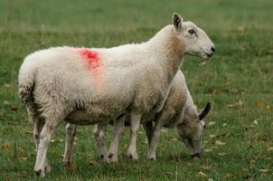 due pecore in piedi in un campo. uno ha la testa china che mangia l'erba, l'altro sta in piedi guardando a destra foto