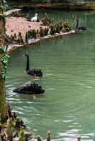 un' nero cigno nuotate nel lago con giallo autunno le foglie su soleggiato giorno foto